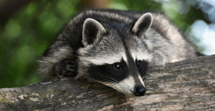 Raton laveur, mammifère opportuniste venu d’Amérique